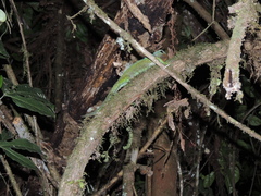 Enyalioides rubrigularis