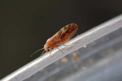 Euglyptoneura minuta