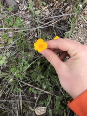 Eschscholzia lobbii