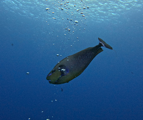 Bignose Unicornfish — seen at this dive site