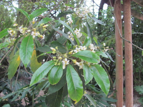 Pittosporum undulatum