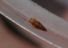 Euglyptoneura minuta