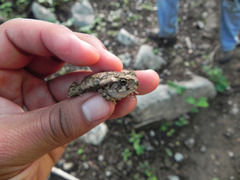 Incilius perplexus