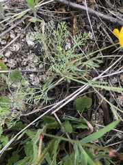 Eschscholzia lobbii