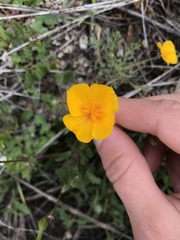 Eschscholzia lobbii