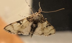 Azochis gripusalis