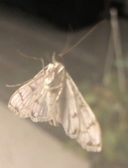 Azochis gripusalis