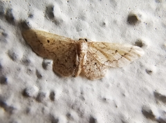 Idaea celtima