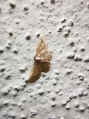 Idaea celtima