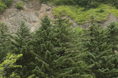 Picea jezoensis jezoensis