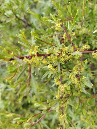 Olive Buckthorn