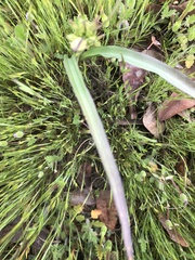 Triteleia ixioides scabra