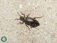 Imatismus villosus