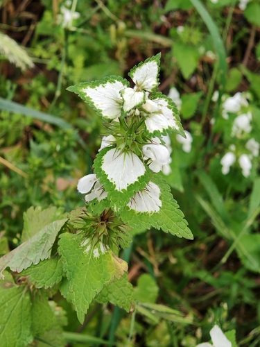 Lamium moschatum, photograph 2