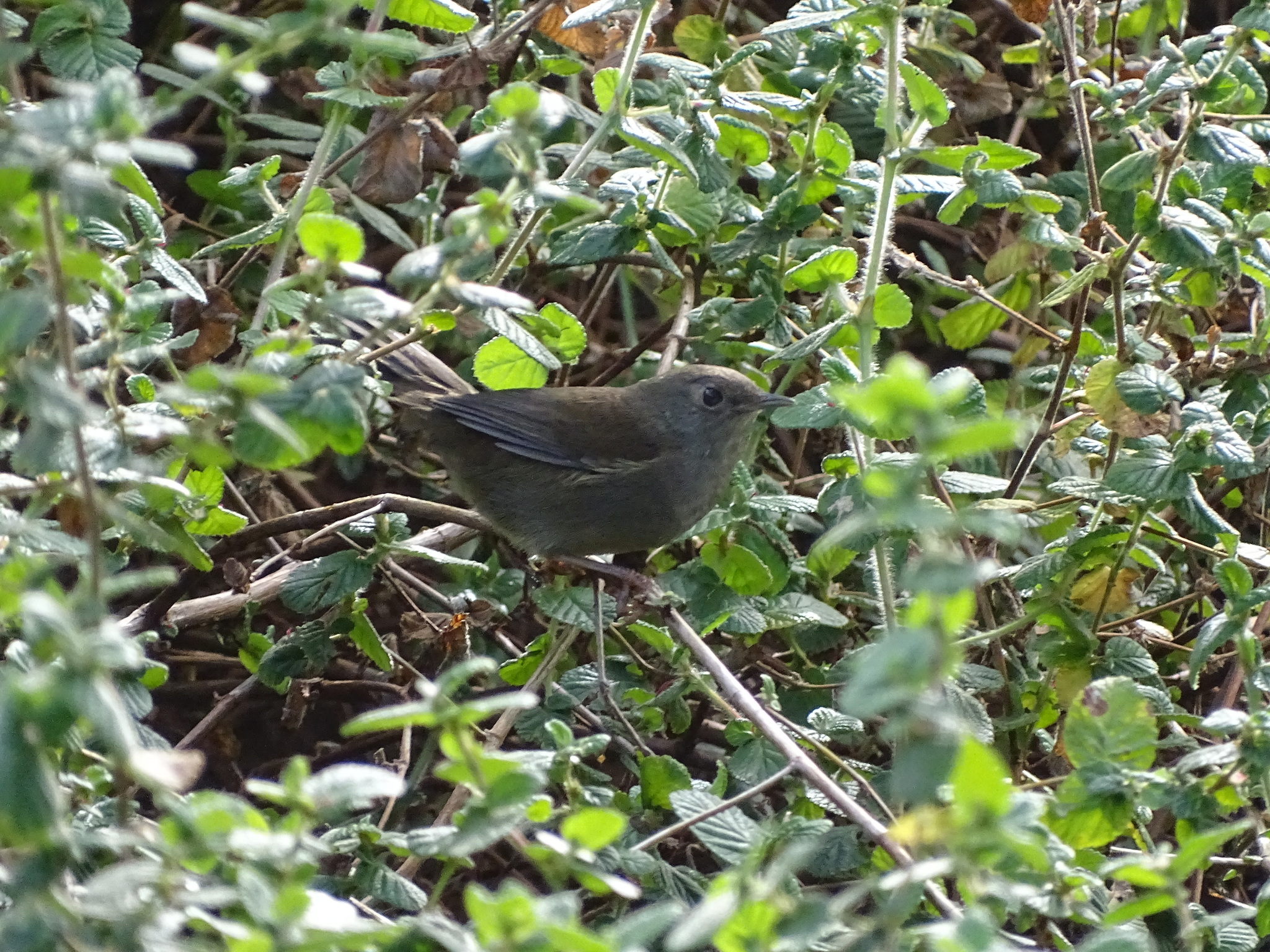 Knysna Warbler (Bradypterus sylvaticus), photo 8