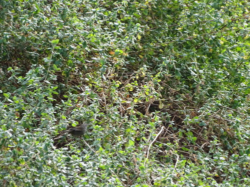 Knysna Warbler (Bradypterus sylvaticus), photo 4