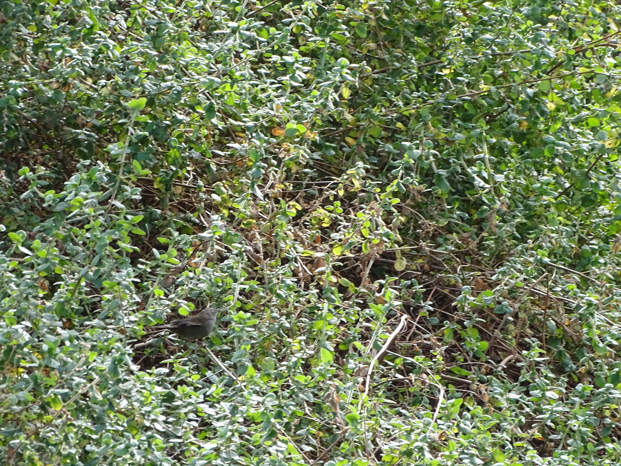 Knysna Warbler (Bradypterus sylvaticus), photo 4
