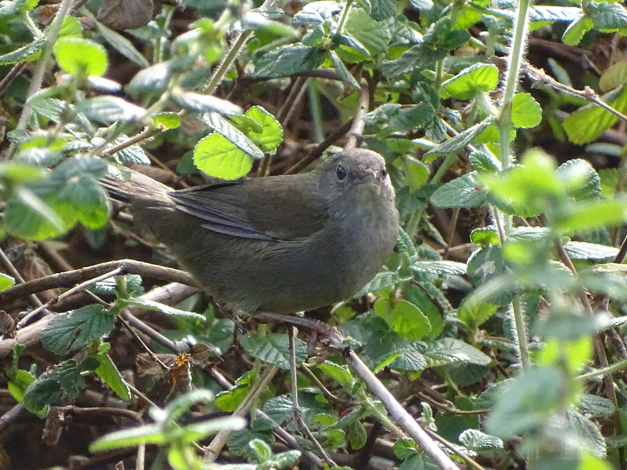 Knysna Warbler (Bradypterus sylvaticus), photo 9