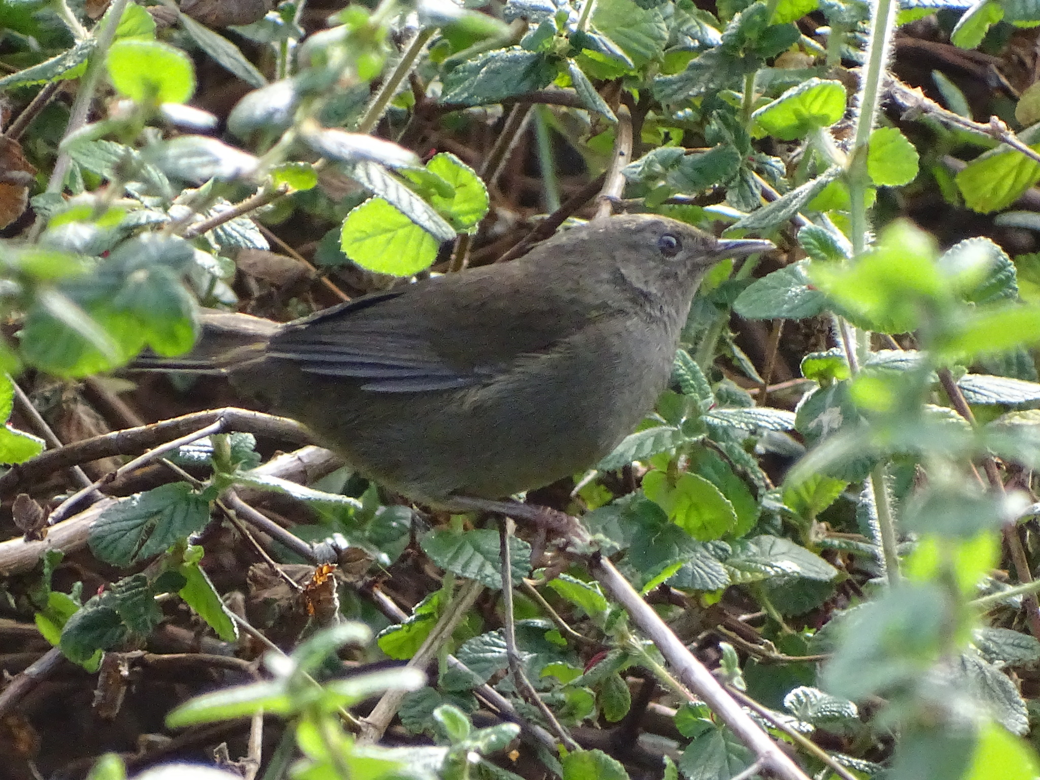 Knysna Warbler (Bradypterus sylvaticus), photo 3