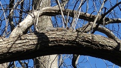Sciurus carolinensis