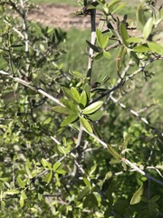 Ligustrum quihoui