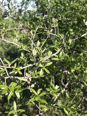 Ligustrum quihoui