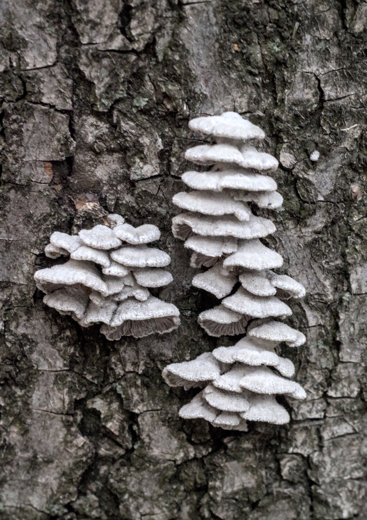 Schizophyllum commune · April 2026 · photo: © abogomazova (iNaturalist, cc-by)