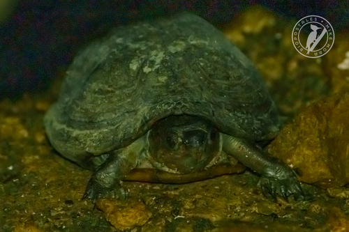 Kinosternon creaseri