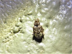 Conotrachelus albicinctus