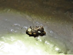 Conotrachelus albicinctus