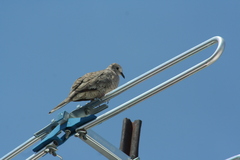 Columbina inca