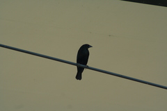Molothrus aeneus