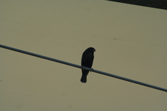 Molothrus aeneus