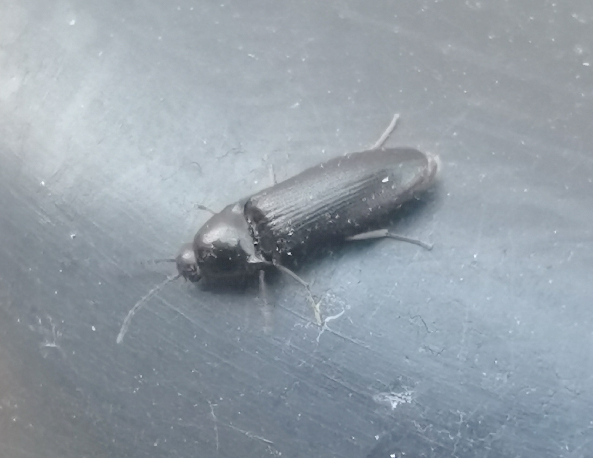 Ampedus nigrinus