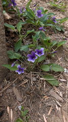Viola prionantha