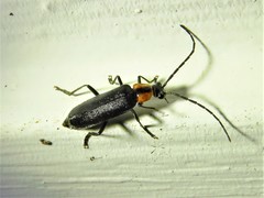 Rhagonycha lineola