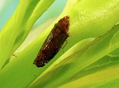 Scaphytopius loricatus