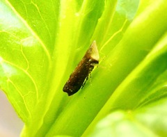 Scaphytopius loricatus