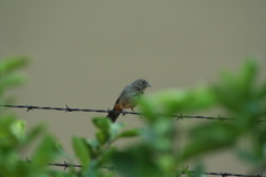 Melozone fusca