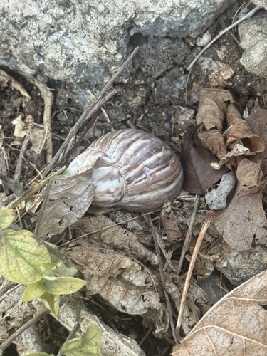 Lissachatina fulica