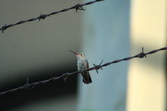 Cynanthus latirostris