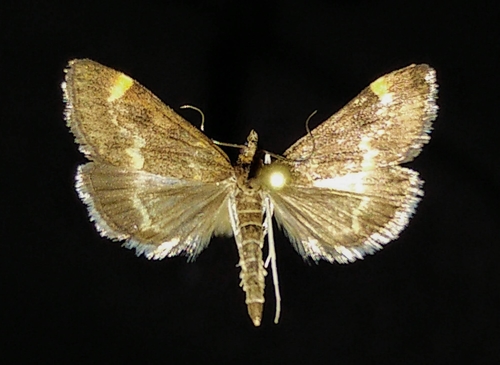 Chestnut Pyrausta photo 2