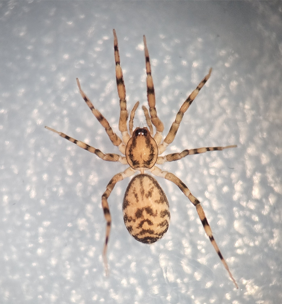 Phrurotimpus annulatus