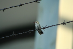 Cynanthus latirostris