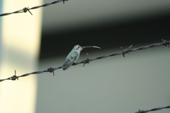 Cynanthus latirostris