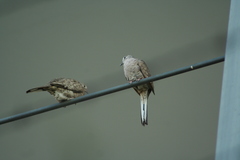 Columbina inca