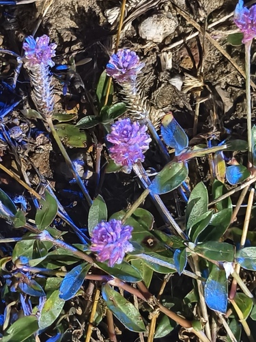 Gomphrena globosa, photograph 4
