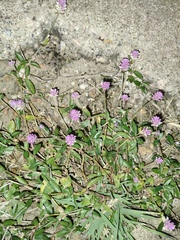 (c) Diogo Luiz, some rights reserved (CC BY) Gomphrena globosa, photograph (c) Diogo Luiz, some rights reserved (CC BY)