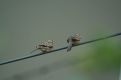 Columbina inca