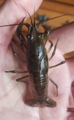 Procambarus enoplosternum
